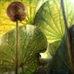 Sandy Shum - Lotus Leaves No1