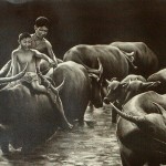 Saw Kennedy - Water Buffalos