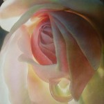 Rose 4 by Win Thandar