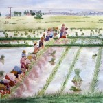 Planting Paddy by Thu Lei